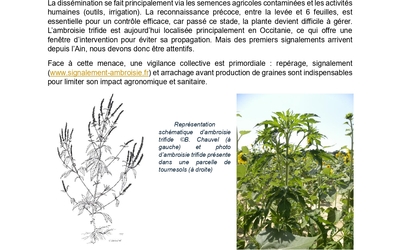 08-ambroisieArticleagrilogoBFC_page-0001