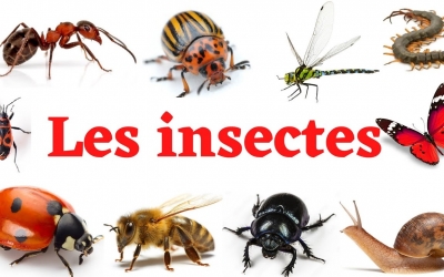 Exposition Nuit blanche chez les insectes